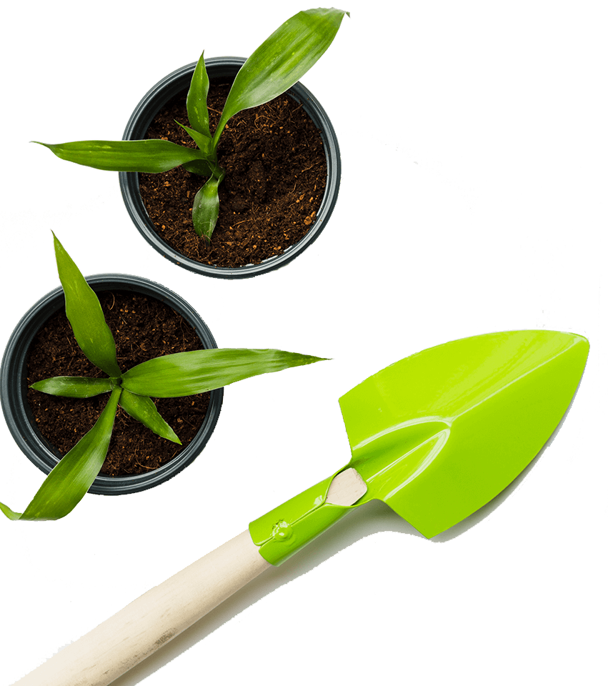 Moringa Seedling Growing Instructions