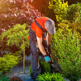 Moringa Tree Cutting