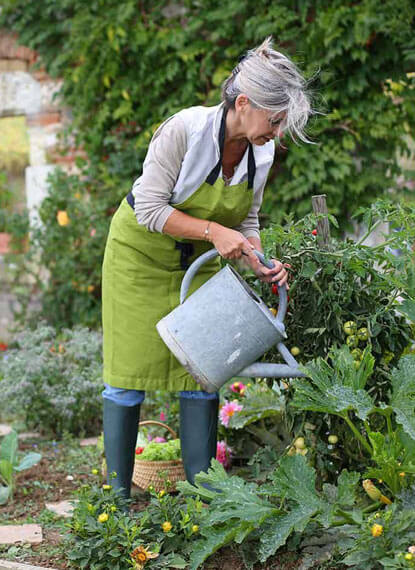 How to grow moringa in the usa