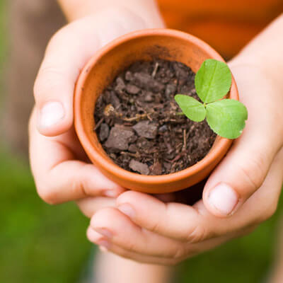 Morigna Seedling