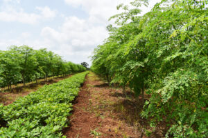 Moringa Farm