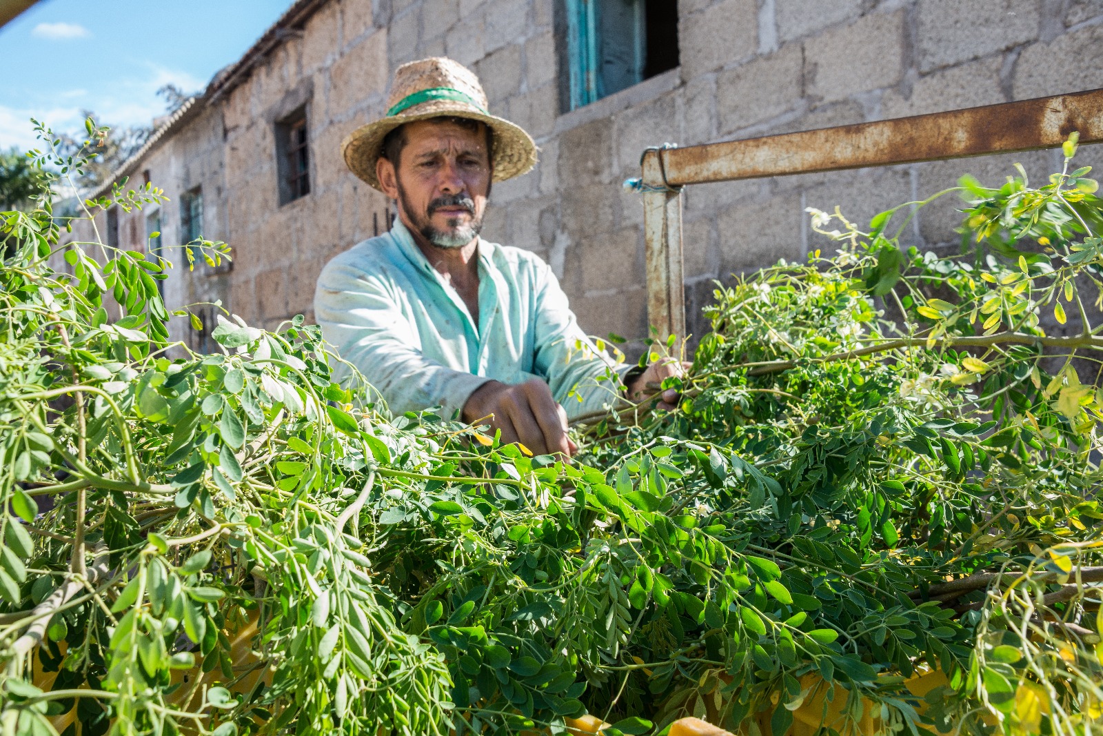 Moringa Seedlings in Jiffy Pellets