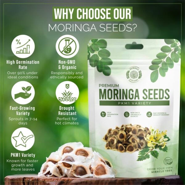 Moringa Seeds - Image 7