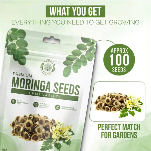 Moringa Seeds - Image 4