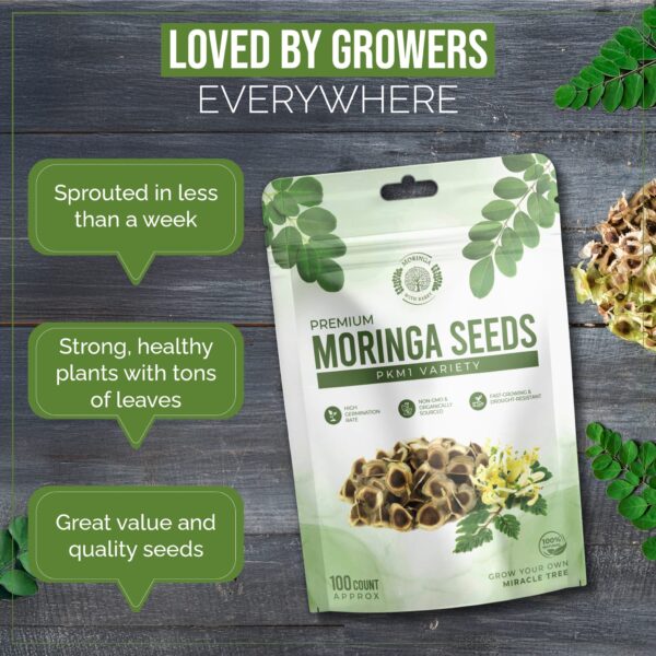 Moringa Seeds - Image 8