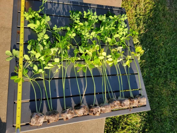 Moringa Plants