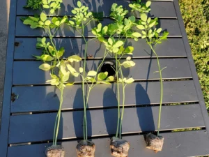 Moringa Bare Roots