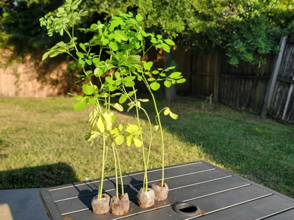 Moringa Plants - Image 4
