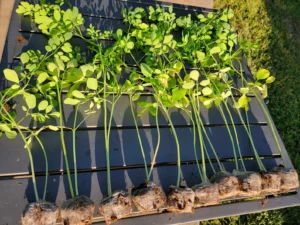 moringa tree with seed pods