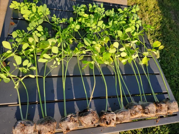 Moringa Plants - Image 2