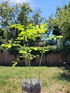 how do you keep a moringa tree short?
