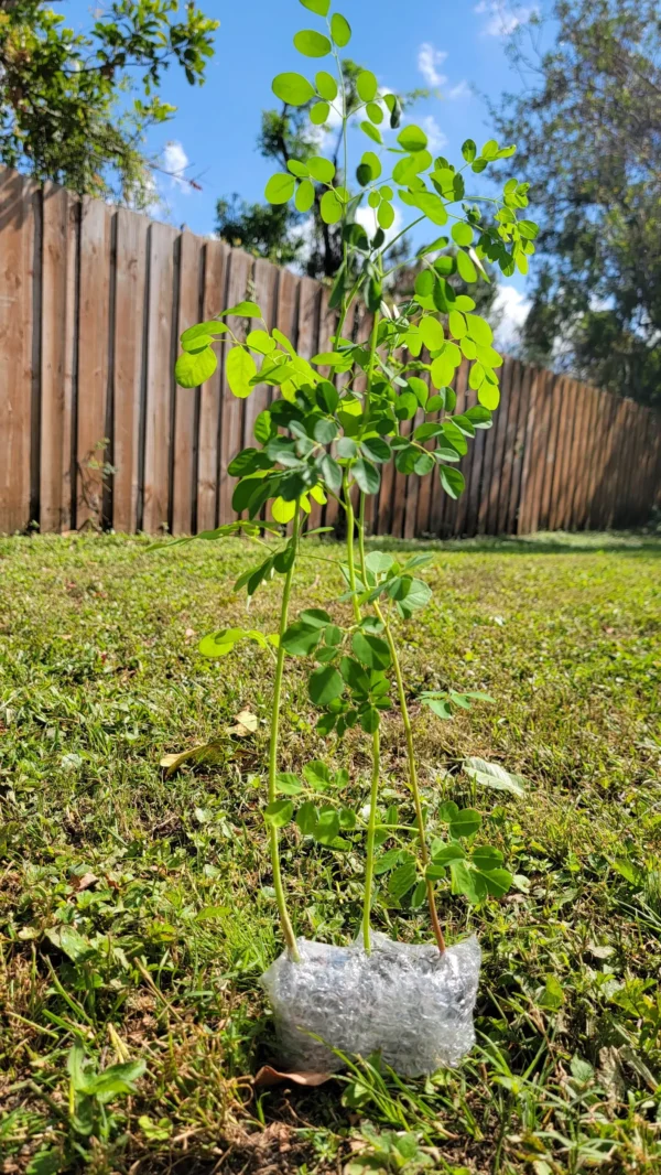Moringa Plants - Image 6