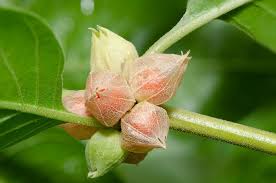 Moringa vs Ashwagandha