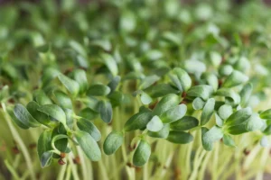 Moringa vs Fenugreek