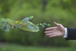Moringa: The Healing Effects on Your Body