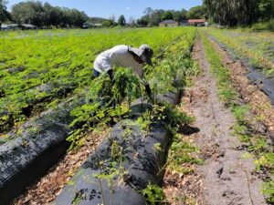 Moringa Yield Per Acre
