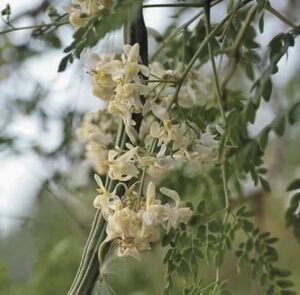 When does moringa give fruit?
