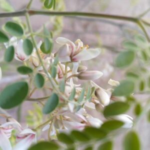 moringa flowers