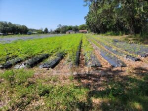 Moringa Yield Per Acre