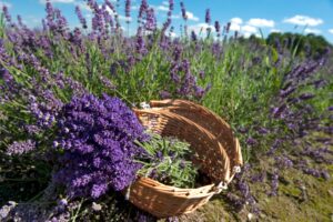 Moringa and Lavender Soap