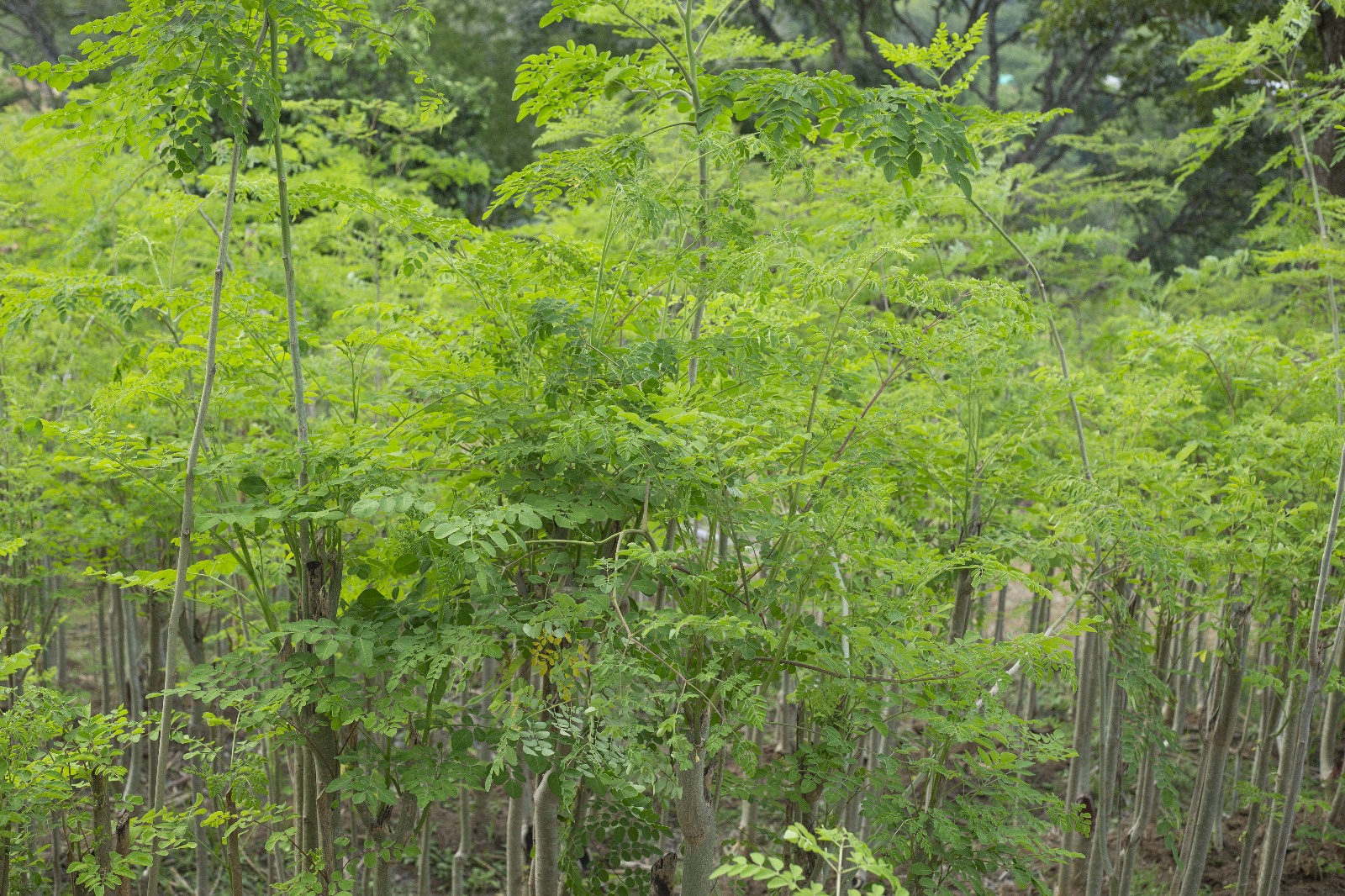 Moringa and Lavender Soap