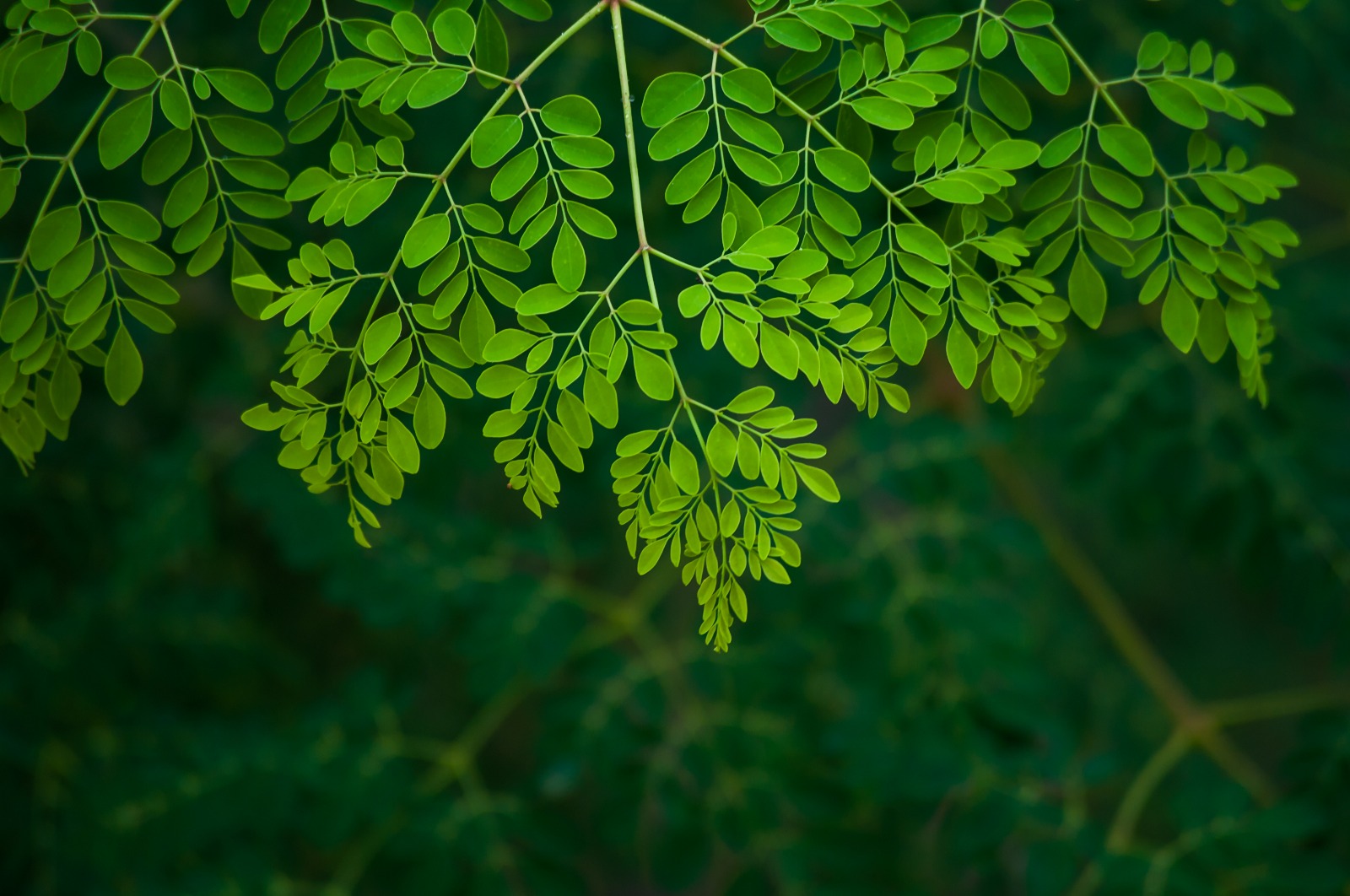 Moringa Oleifera Leaves