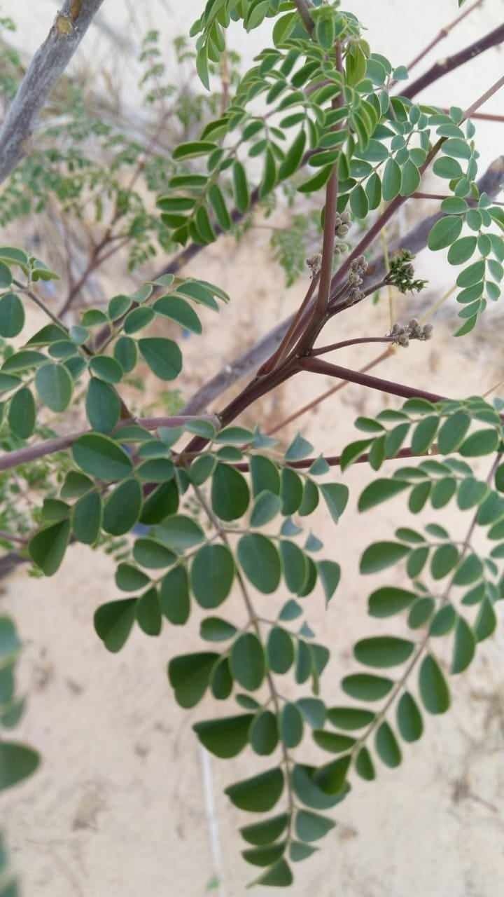 moringa leaves