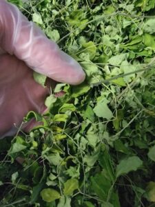 Aphids on the moringa tree