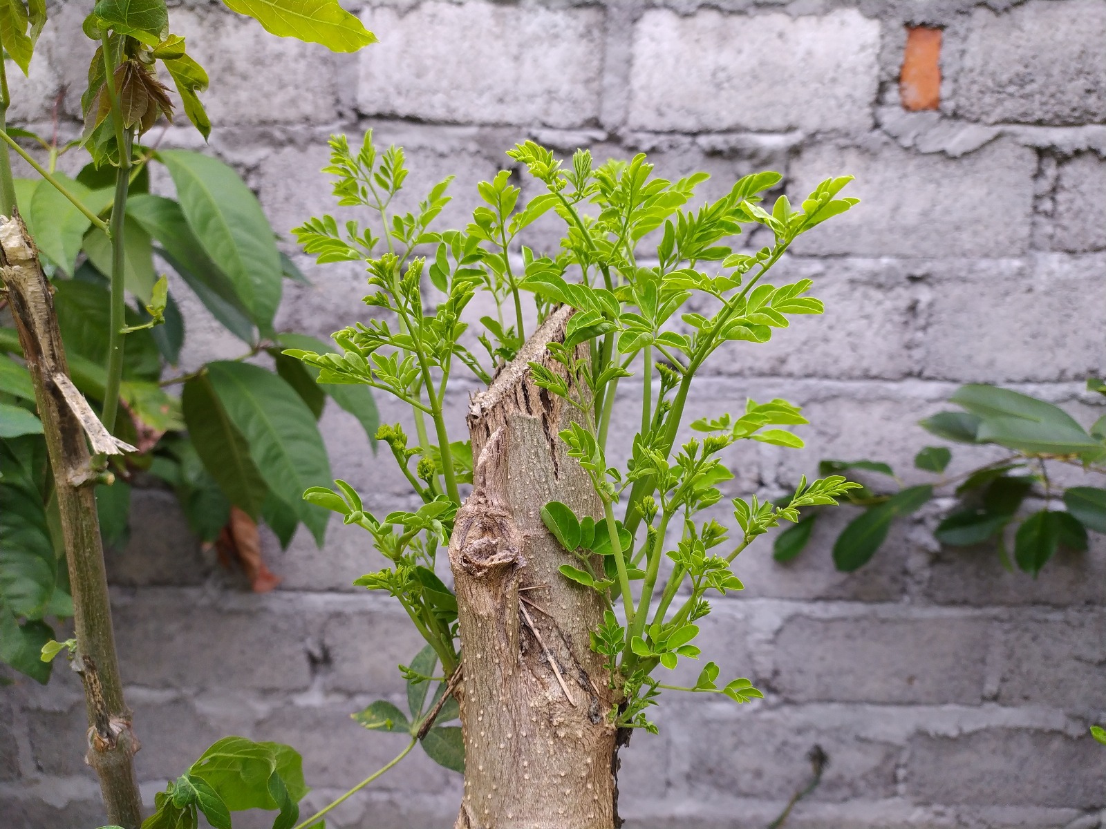 moringa tree