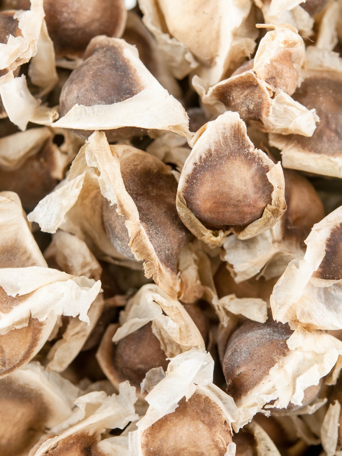 How to eat Moringa Seeds