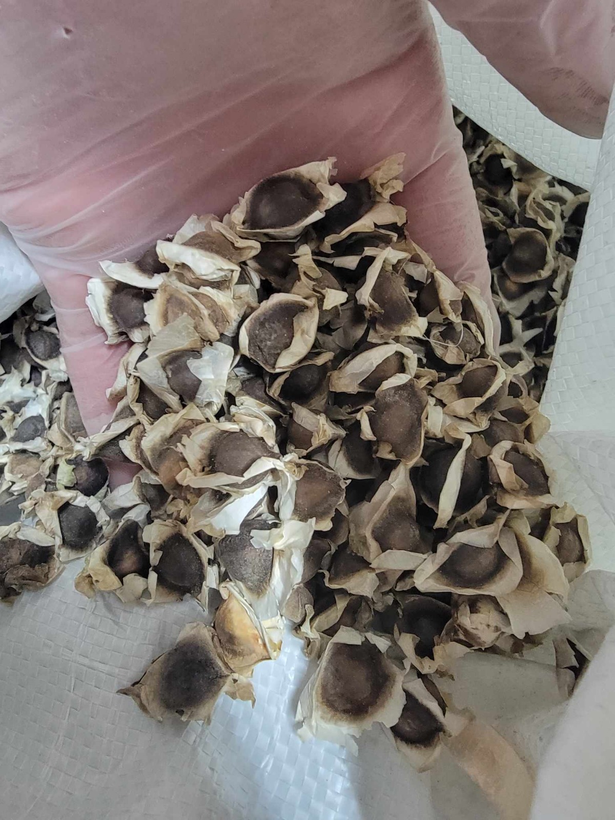 Moringa Seeds - How to Plant