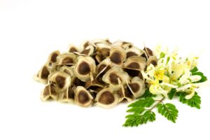Moringa Tree Seed