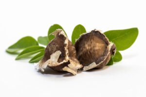 Moringa seedling instructions
