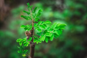 Grow Moringa indoors