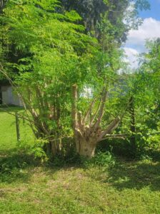 can a moringa tree survive a freeze?