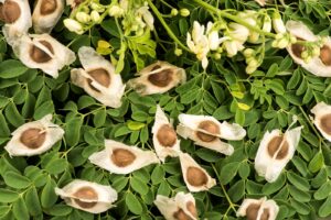 moringa seeds