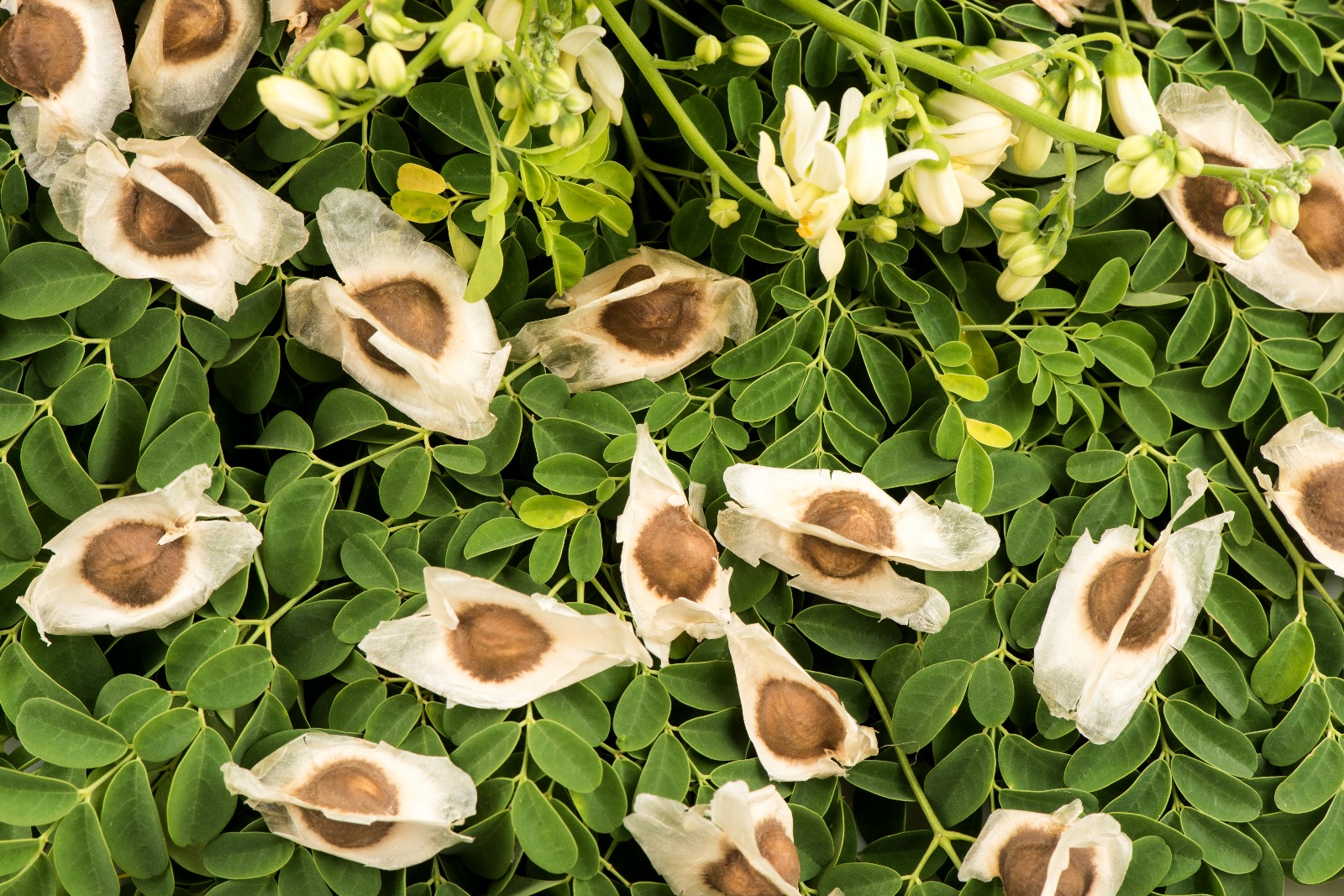 Moringa Seeds