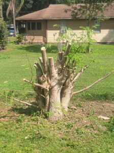how do you make moringa bushy?