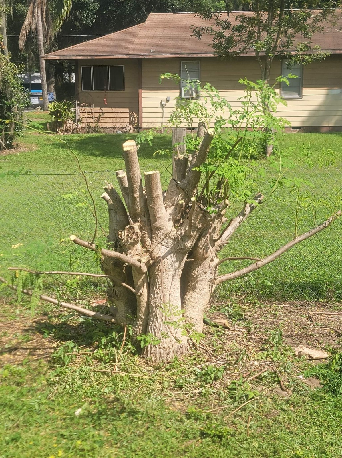 Moringa Bare Roots without leaves