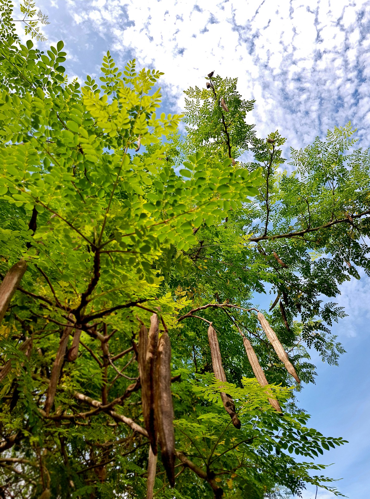 Moringa Trees