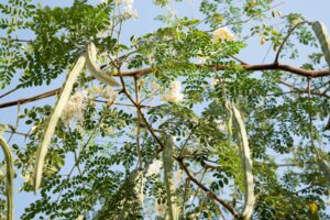 miracle tree