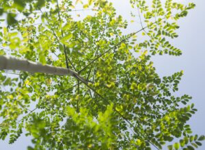 Moringa vs Maca