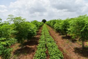 Can a moringa tree survive a freeze?