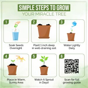 moringa seedling growing instructions