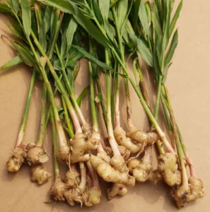 Fresh ginger plant