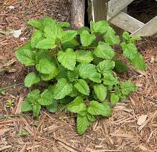 Spearmint growing in the ground