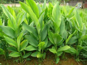 moringa vs turmeric